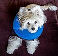 * Nomination Chinese creted puppy wearing an inflatable dog collar while recovering from surgery --Rhododendrites 23:46, 18 July 2022 (UTC) * Promotion  Support Good quality. --Jakubhal 04:56, 19 July 2022 (UTC)