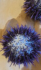 File:Purple urchin.jpg (Category:Echinodermata)