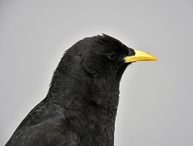 Alpine chough (Pyrrhocorax graculus), on the Peak Walk of the Scex Rouge, in the Diablerets massif, in the canton of Vaud (Switzerland).