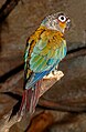 * Nomination Crimson-bellied parakeet (Pyrrhura perlata), Karlsruhe Zoo --Llez 05:43, 30 July 2019 (UTC) * Promotion  Support Good quality. --Manfred Kuzel 06:25, 30 July 2019 (UTC)