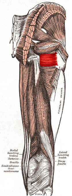 Quadratus femoris kası. PNG
