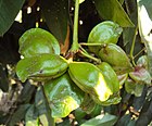 Quassia indica 13.JPG