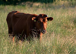 Danish Red Breed of cattle