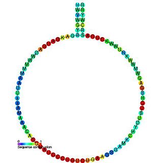 <span class="mw-page-title-main">Small nucleolar RNA R38</span>