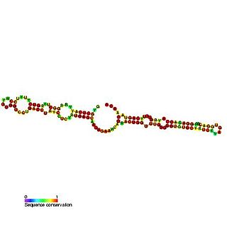 <span class="mw-page-title-main">Small Cajal body specific RNA 23</span>