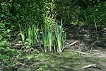 Vignette pour Réserve naturelle régionale du marais de Wagnonville