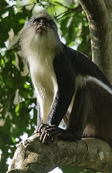 Dent's Mona Monkey from Nyungwe National Park, Rwanda. RWA 4663.review 1 Rwanda Mona Monkey.jpg