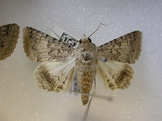 <i>Pandesma robusta</i> Species of moth