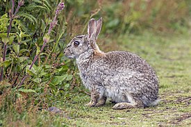 Europäisches Kaninchen