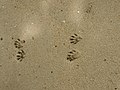 Tracks on a Costa Rican beach