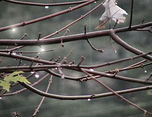 File:Rain drops on maple tree branches.jpg - Wikimedia Commons