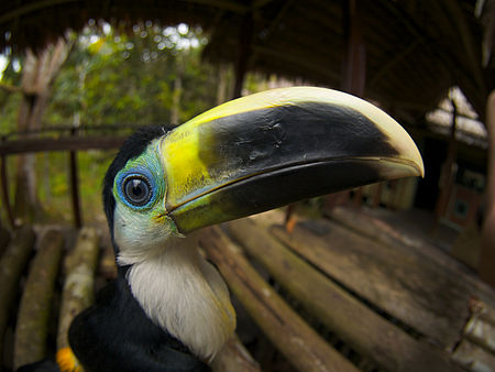 Fail:Ramphastos vitellinus -Palmari Reserve -8a.jpg