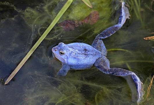Male moor frogs become blue to signal their fitness to females.