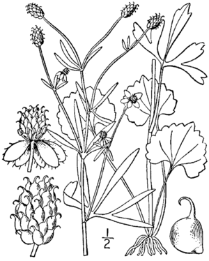 Drawing of Ranunculus allegheniensis from Britton & Brown (1913), Illustrated flora of the northern states and Canada