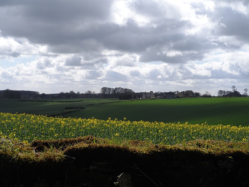File:Rape seed and clouds - geograph.org.uk - 3935673.jpg