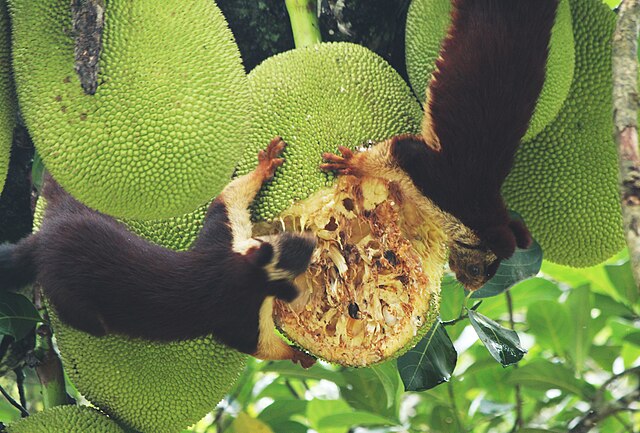 World's largest squirrel: 'rainbow' rodent 640px-Ratufa_indica_and_jack_fruit