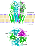 Miniatura para Receptor GABAA