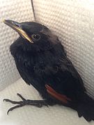 Red-winged starling chick.JPG