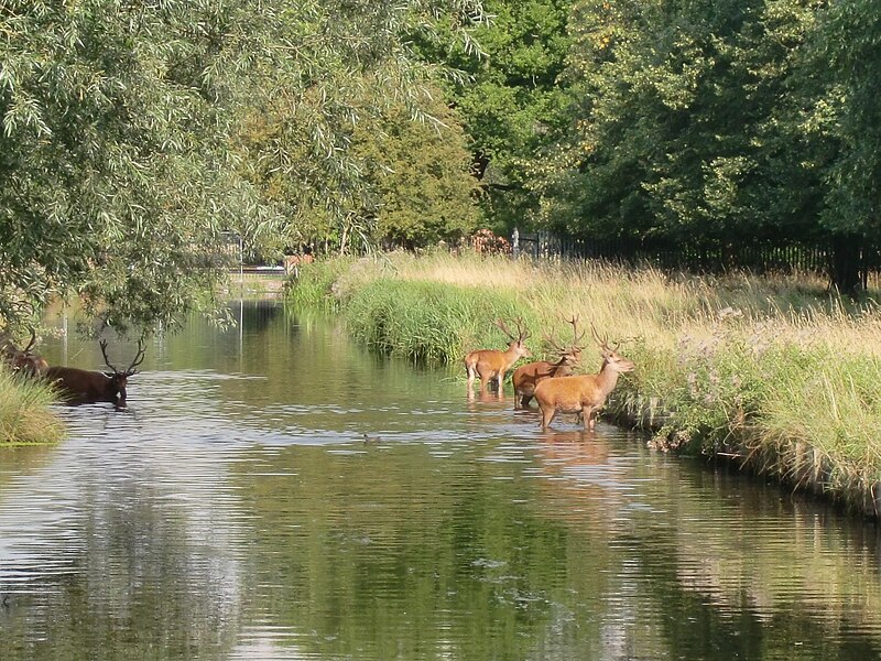 File:Red Deer in Longford River.jpeg