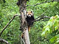Red Panda at Neora Valley National Park West Bengal India 2012.jpg