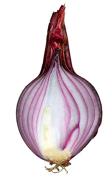 File:Red onion cut.jpg