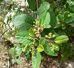 Rhamnus betulifolia
