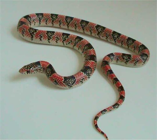 Кровь у змей. Длинноносый уж. Длинноносая змея. Rhinocheilus lecontei).