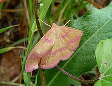 Rhodostrophia calabra.JPG