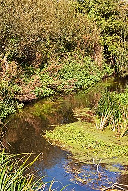 River Hiz Ickleford Common - geograph.org.uk - 2647139