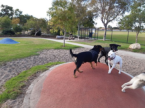 Dogs playing at Rockingham Enclosed Dog Park