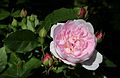 'Blush Noisette', Noisette < 1817