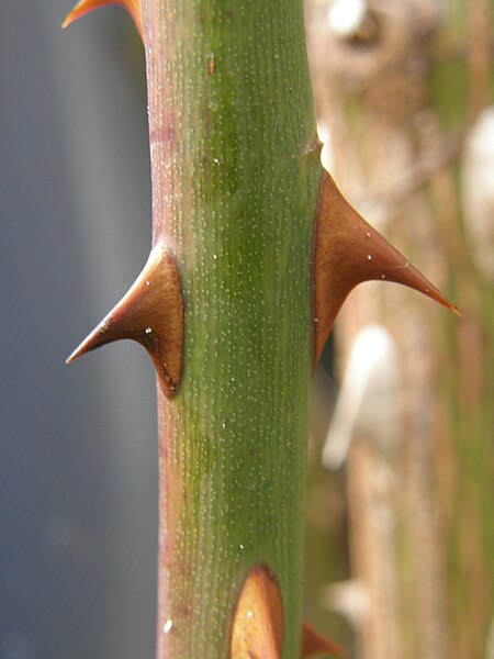 File:Rose-thorns.JPG