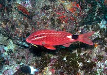 Rosy Goatfish (Parupeneus rubescens) .jpg