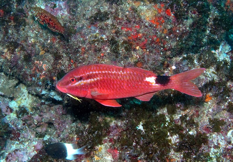 File:Rosy Goatfish (Parupeneus rubescens).jpg