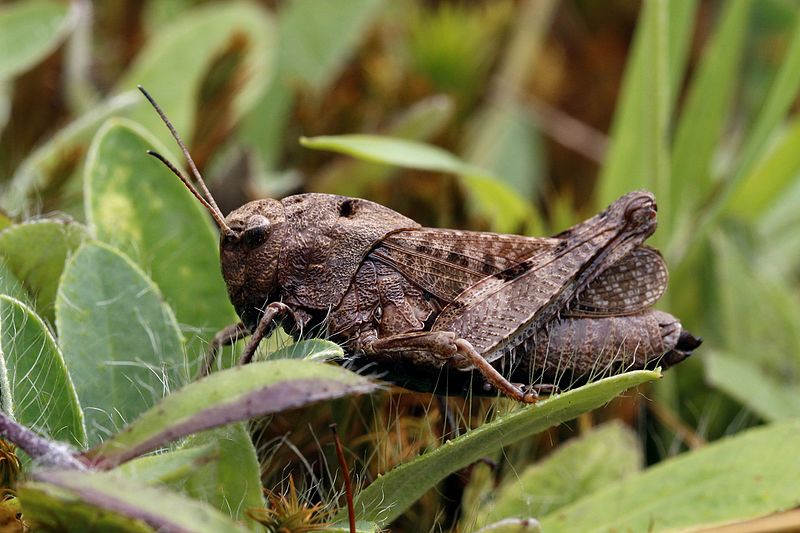 File:Rotflügelige Schnarrschrecke (Psophus stridulus).jpg