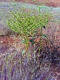 Miniatura per Rumex pulcher