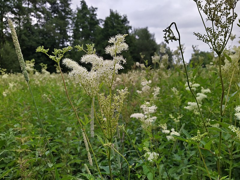 File:Rund um die Ehmetsklinge in Zaberfeld 7.jpg