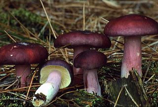 <i>Russula sardonia</i> Species of fungus