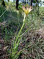 A Torà (Segarra - Catalunya)