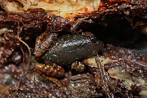 Bilde beskrivelse Saffron-bellied Frog (Chaperina fusca) .jpg.