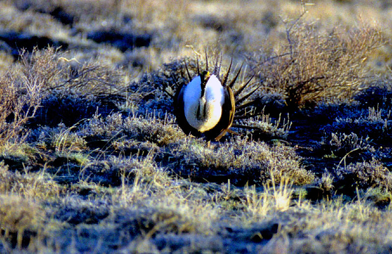 File:Sage-grouse (15573539549).jpg