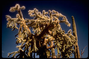 Saguaro National Park SAGU2177.jpg