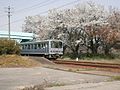 @como、桜とキハ120形気動車「&」つけても大丈夫かな…