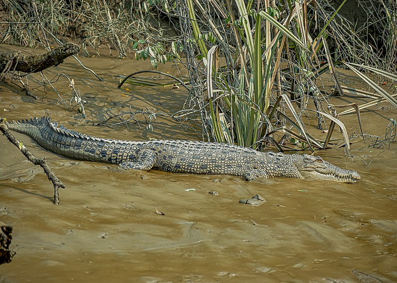 File:Saltwater Crocodiles of Sundarbans 13.jpg