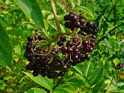 Sambucus canadensis Infrutescence