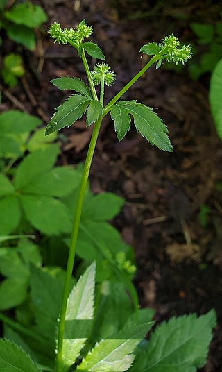 <i>Sanicula canadensis</i> Species of flowering plant