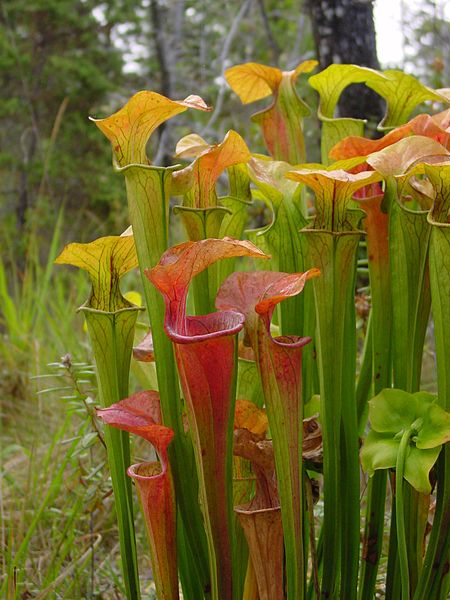 File:Sarracenia oreophila ne2.jpg