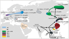 Ancestry related to the Tianyuan man is defined as Basal East Asian (BEA); ancestry related to Ancient East Asians (AEA); ancestry related to Ancient Northern East Asian (ANEA); ancestry related to Ancient Southern East Asian (ASEA); ancestry related to Ancient Guangxi population (Longlin/AGX).