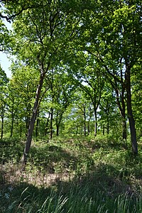 Schleswig-Holstein, Sarzbüttel, Landschaftsschutzgebiet Schanze bei Dellbrück NIK 6988.jpg