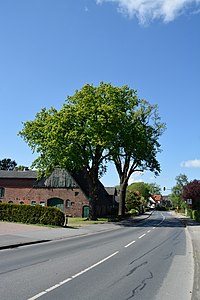 Schleswig-Holstein, Tangstedt, Naturdenkmal 39-01 NIK 3396.JPG